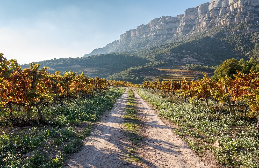 priorat vineyard in the mountains