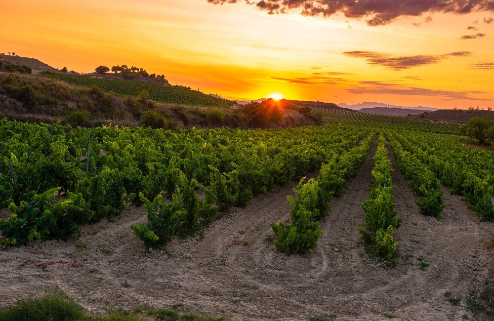 rioja vineyards at sunset