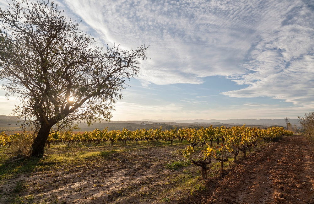 vineyard in cava, catalonia