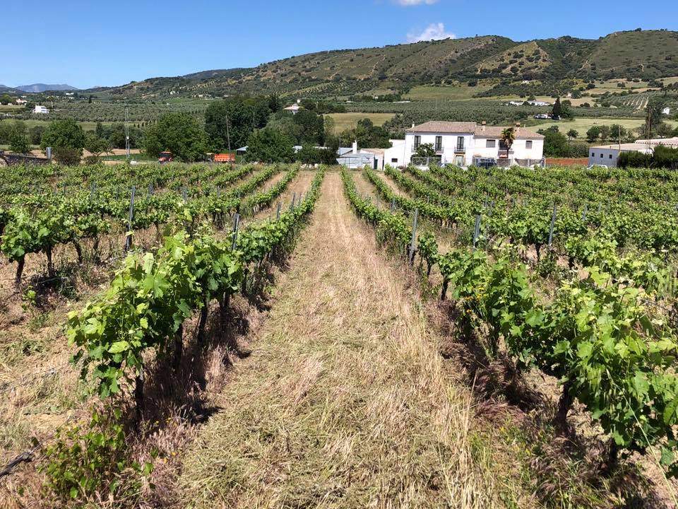Vineyard visits in Ronda
