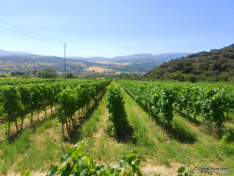 Visiting Ronda vineyards Visiting the vineyards in Ronda