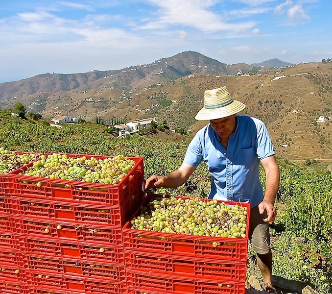 grape picking, andalucia, Axarquia