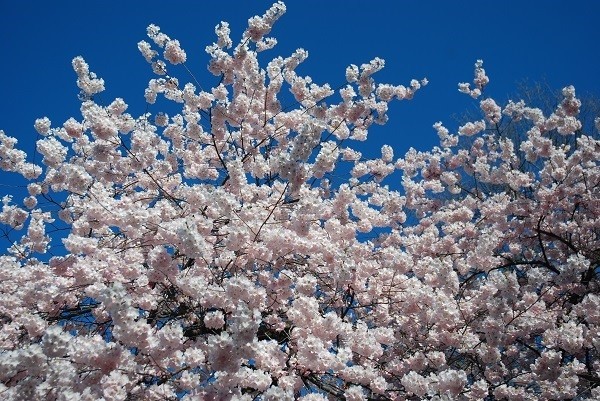 Cherry Blossom in Andalucia