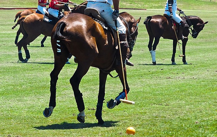 Polo match close up