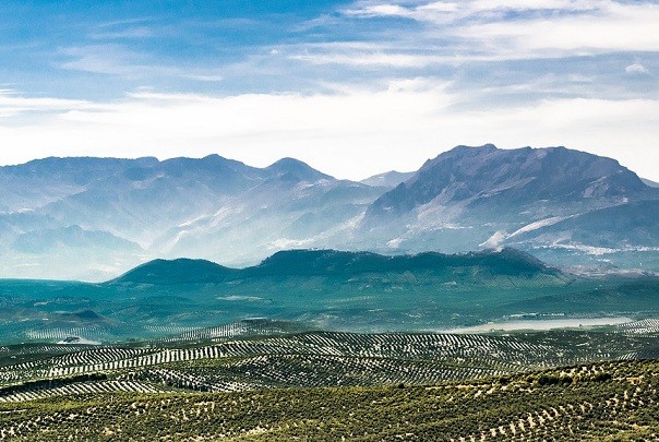 Landscape of Jaen - Olive Trees