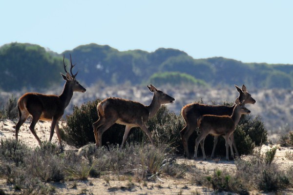 Deer in Donana National Park