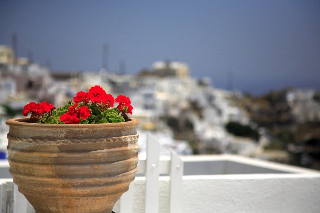 geraniums in a pot in andalucia