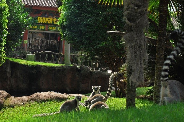 Bioparc Fuengirola