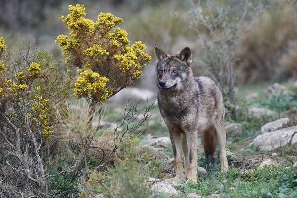 Jose, Wolf at Lobo Park, Antequera