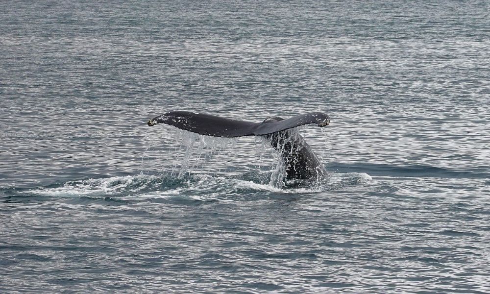 Whale Watching in Andalucia