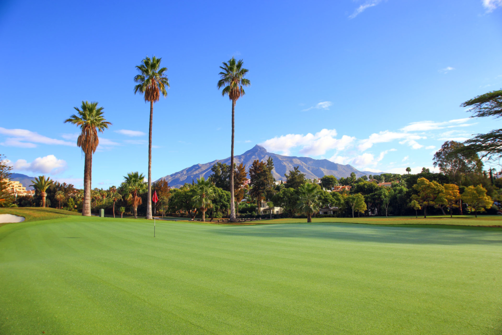Palm Trees and Mountain Back Drop on Golf Course